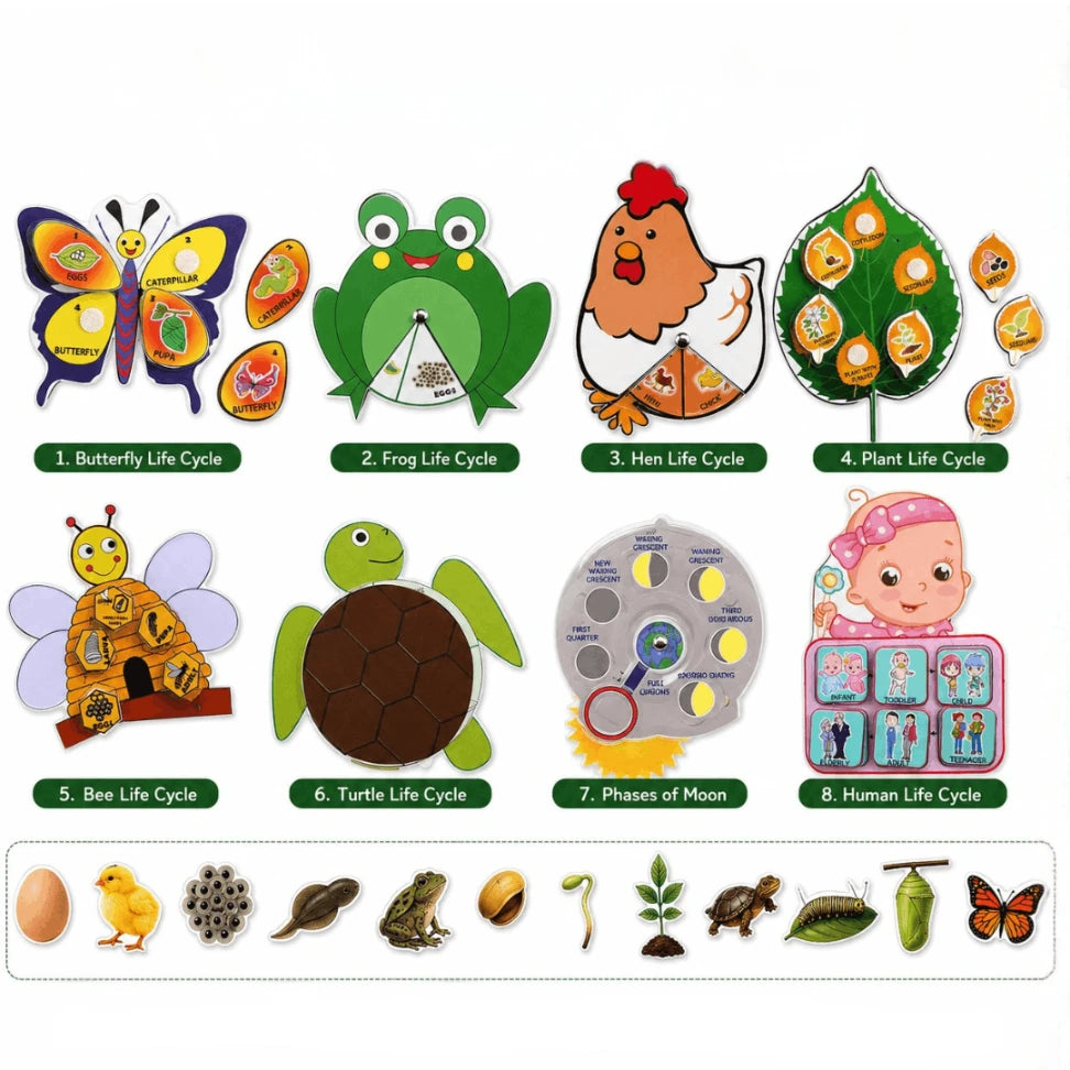 Life Cycle Cards for Kids | Montessori Nature & Science Learning Flashcards