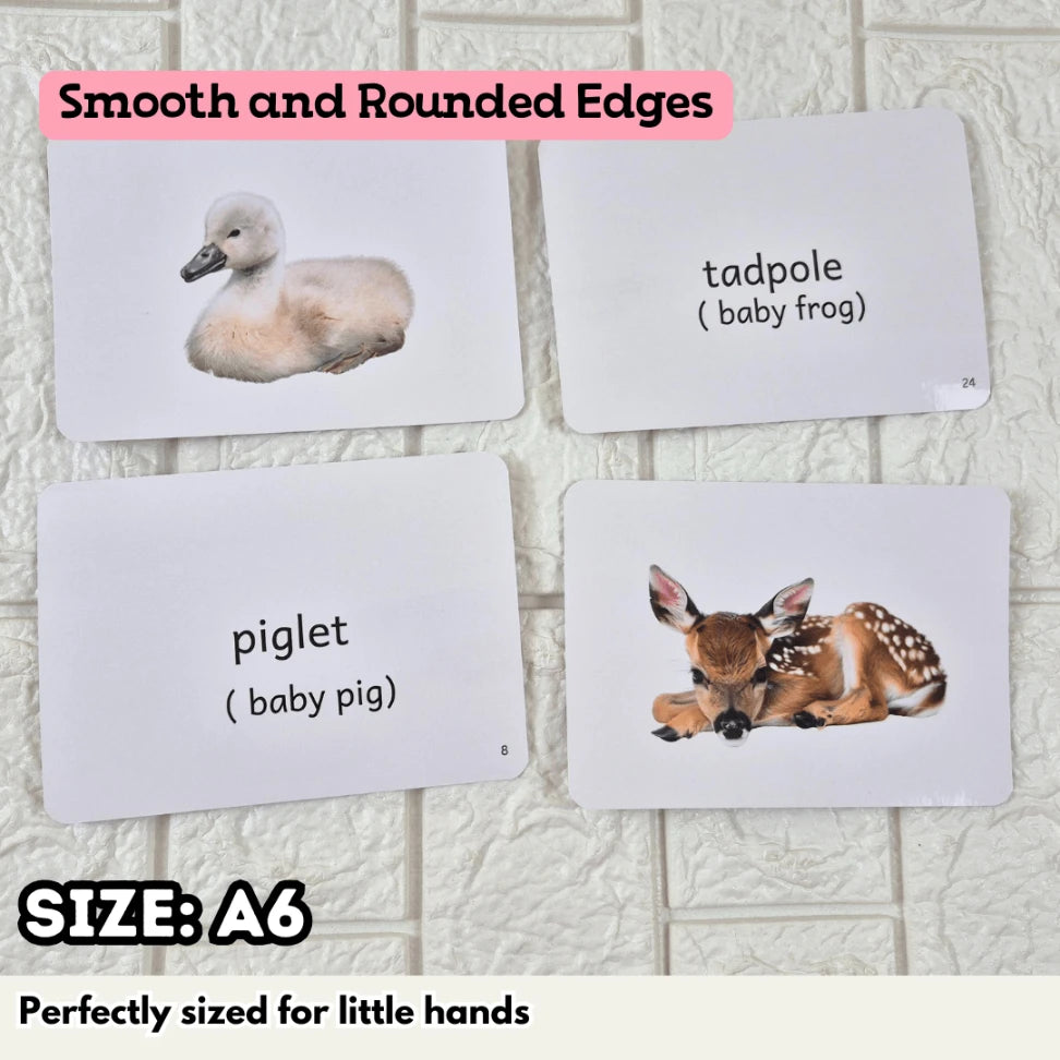 Baby Animals - Right Brain Flash Cards