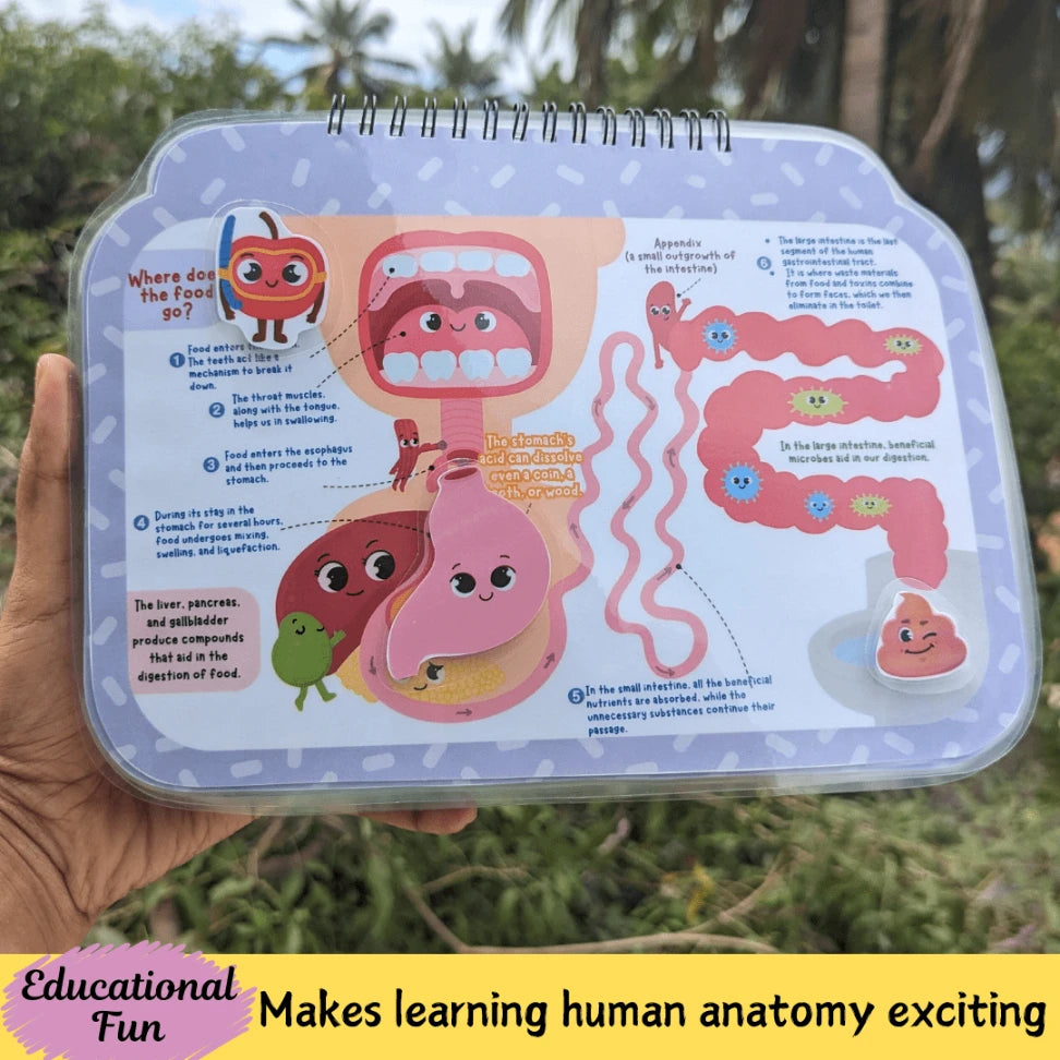 Human Anatomy busy book