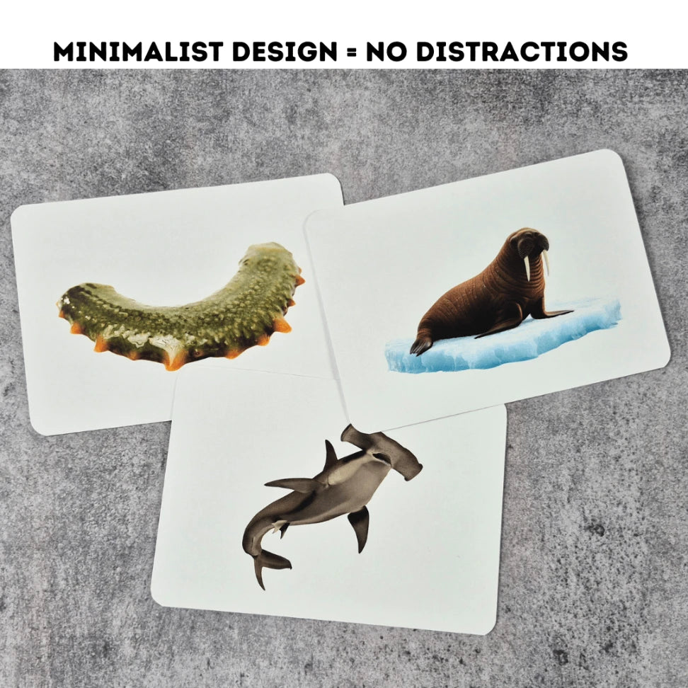 Sea Animals - Right Brain Flash Cards