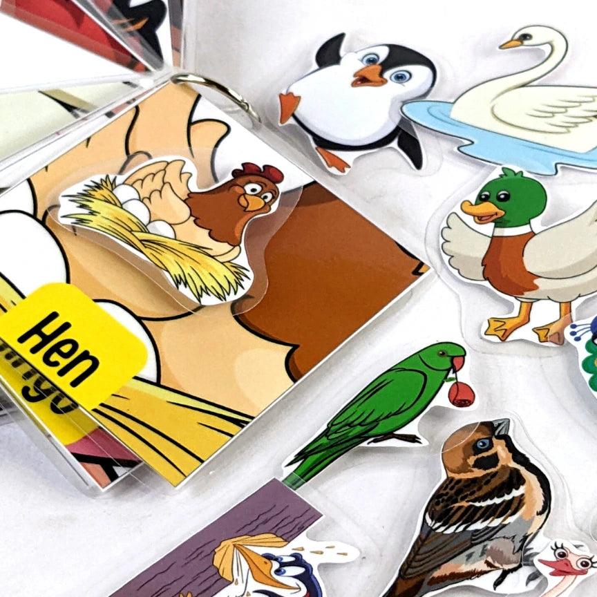 Bird identification flashcards with velcro dots