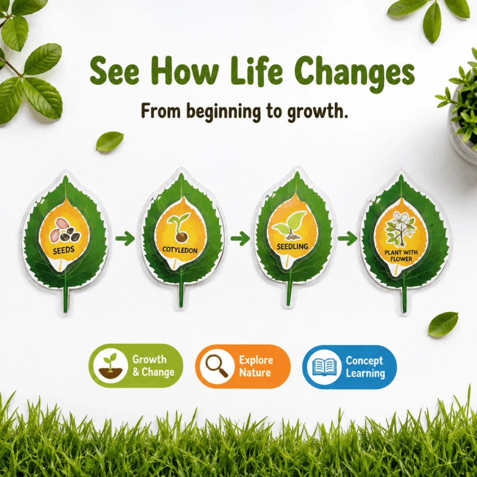 Life Cycle Cards for Kids | Montessori Nature & Science Learning Flashcards