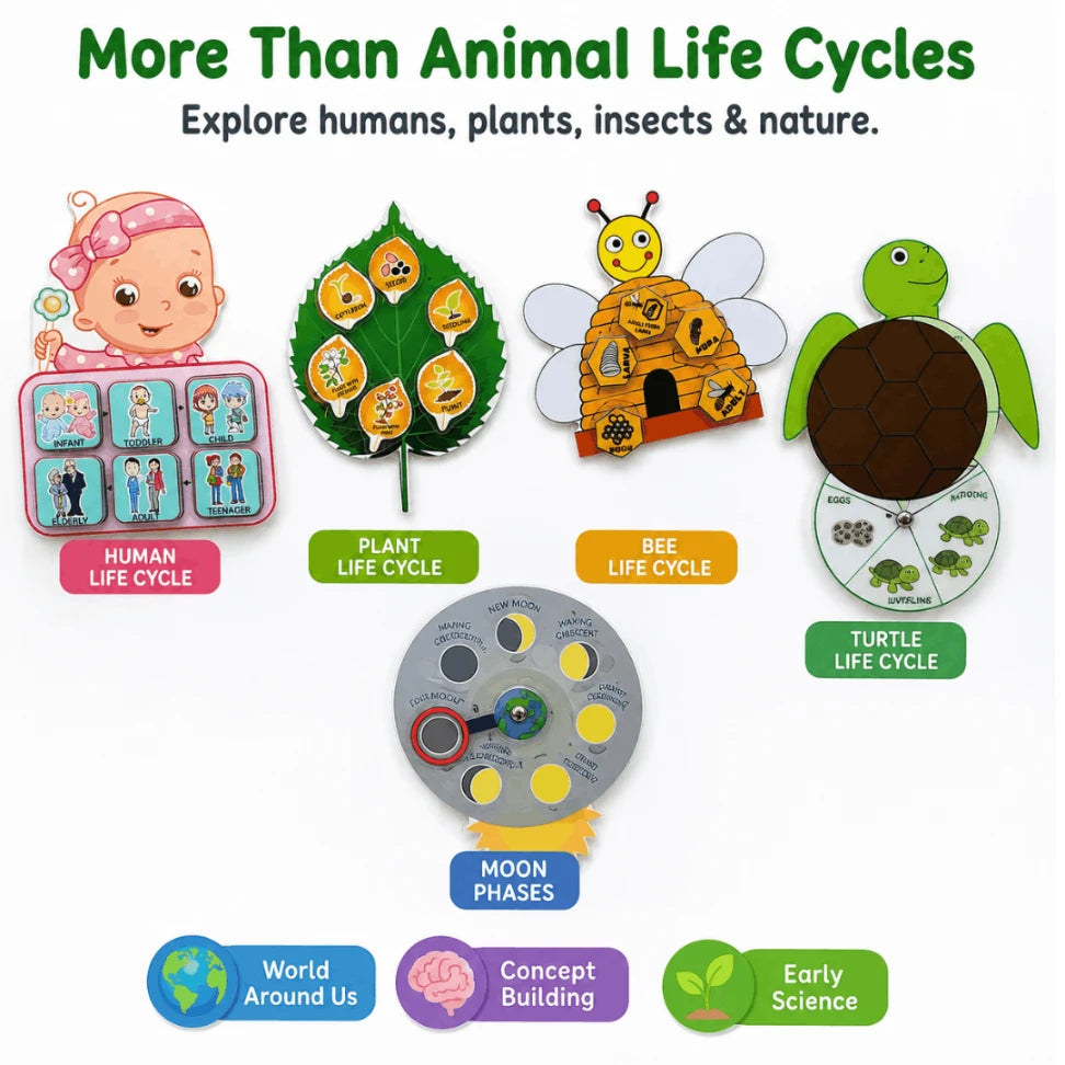 Life Cycle Cards for Kids | Montessori Nature & Science Learning Flashcards