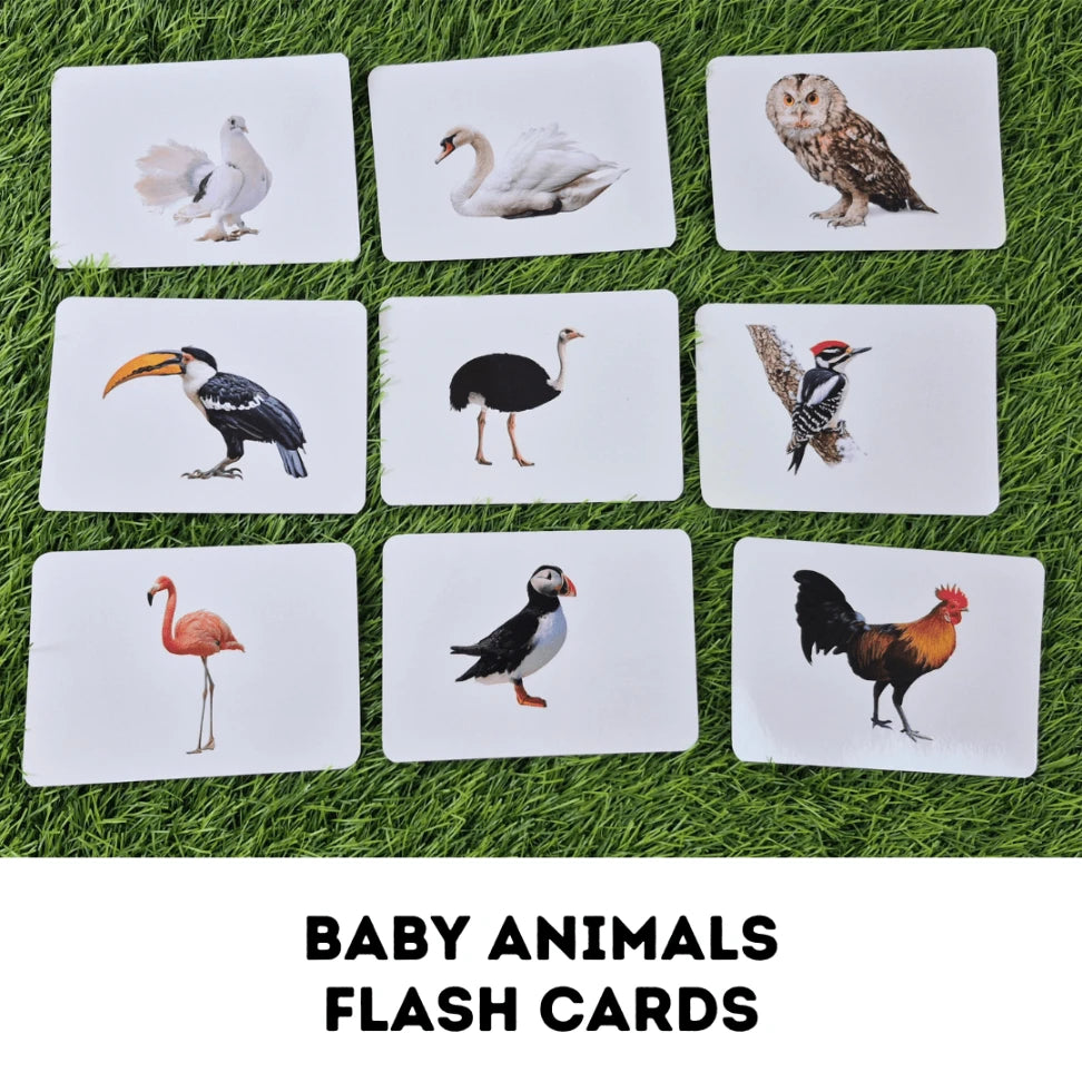 Birds - Right Brain Flash Cards