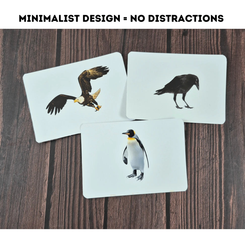 Birds - Right Brain Flash Cards