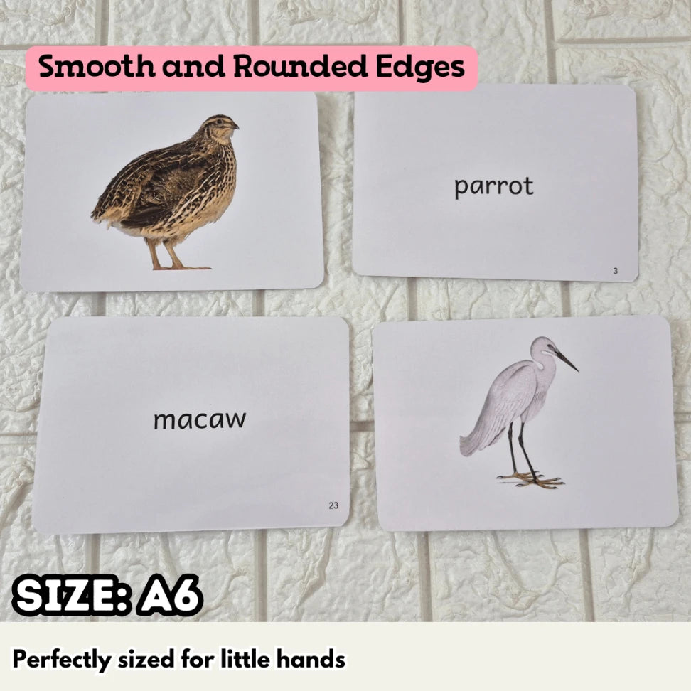 Birds - Right Brain Flash Cards