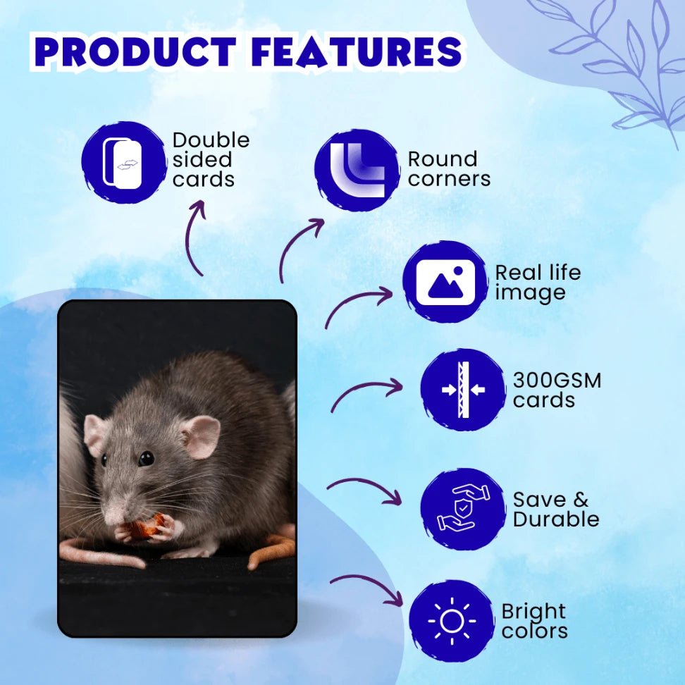 educational animal flash cards hindi