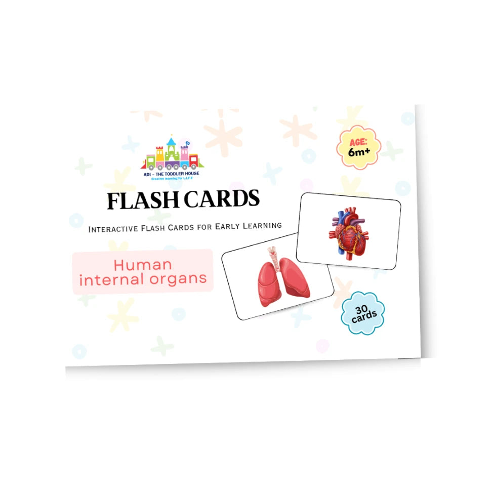 Educational flash cards for kids to learn human internal organs anatomy
