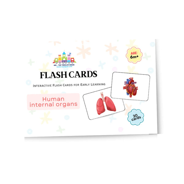 Right Brain Flash cards - Human Internal Organs