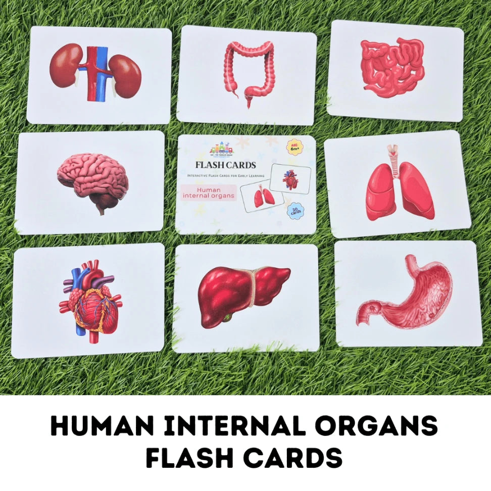 Realistic anatomy flash cards for preschoolers and early learners
