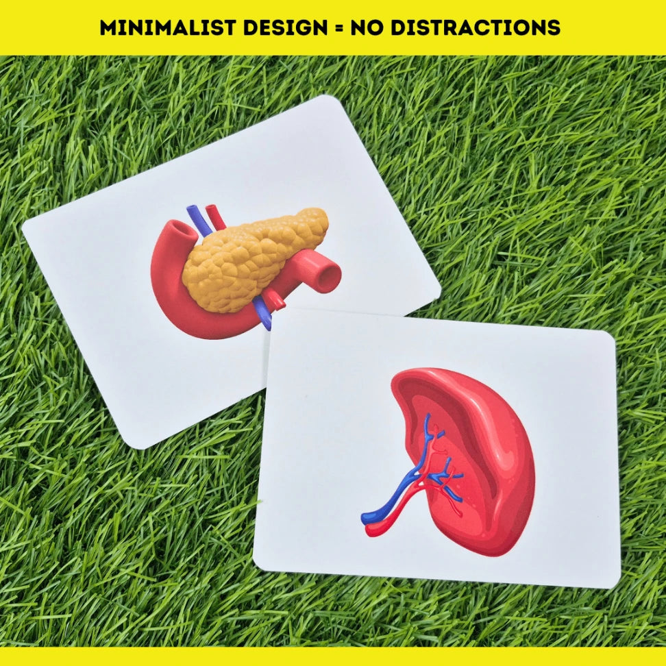 Human body organ flash cards for early childhood education