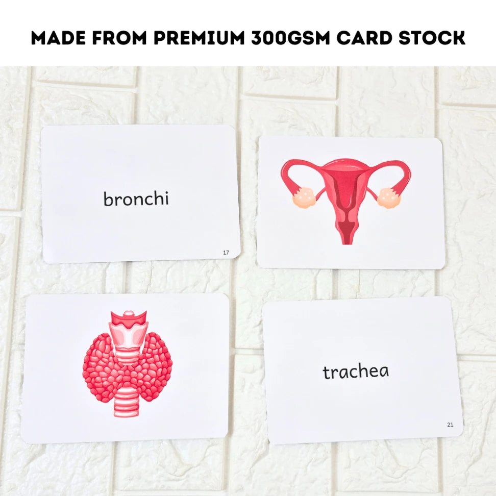 STEM-based learning flash cards featuring human internal organs