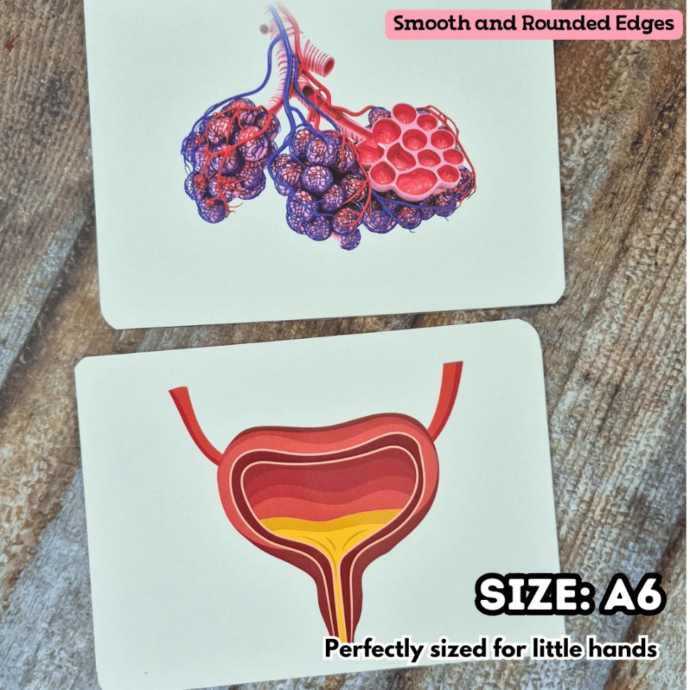 Interactive human anatomy cards for right brain education
