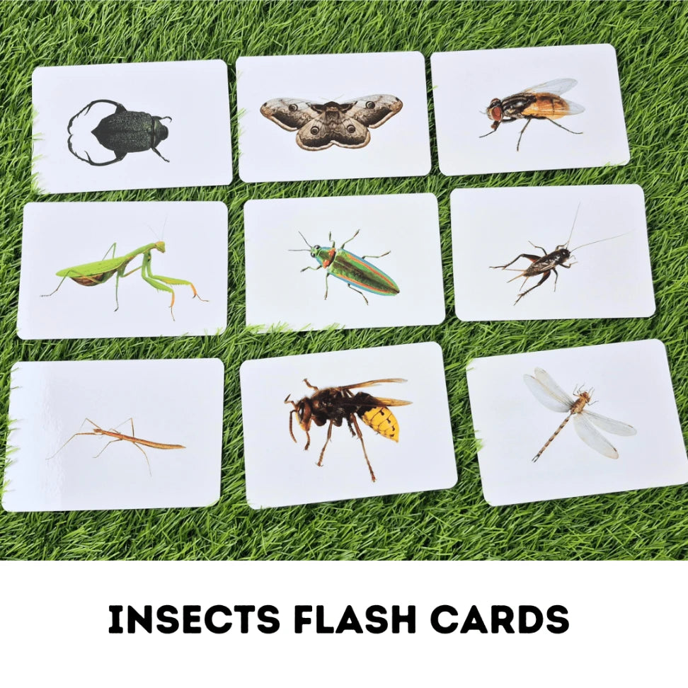 educational insect cards for preschoolers

