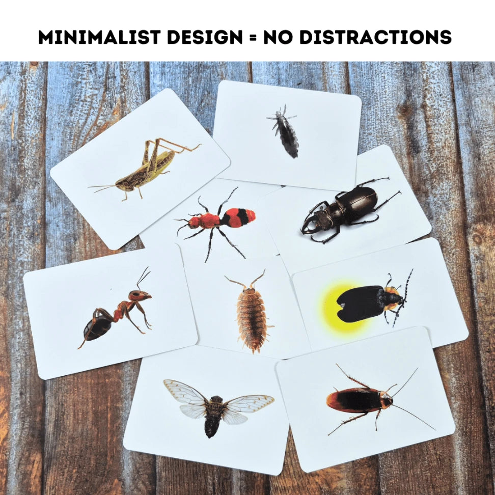 bug learning flashcards for 2.5 year olds