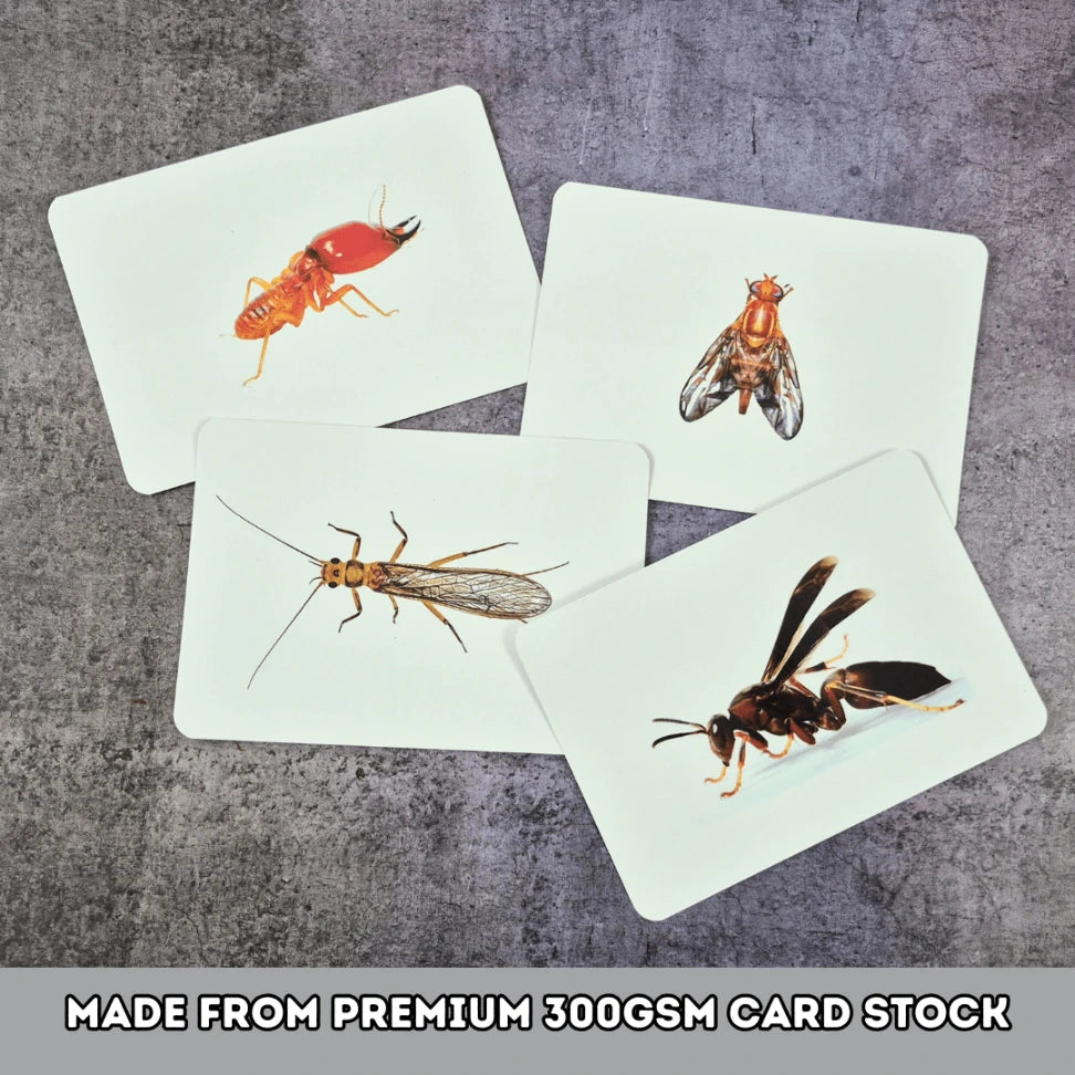 Montessori inspired insect learning tools

