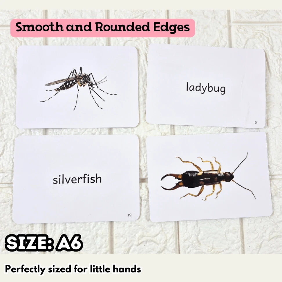 insect name flashcards for early learners