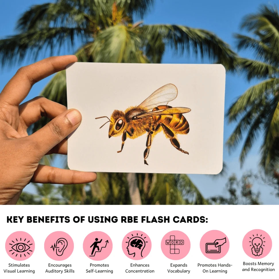 learn insects through flashcards for preschool