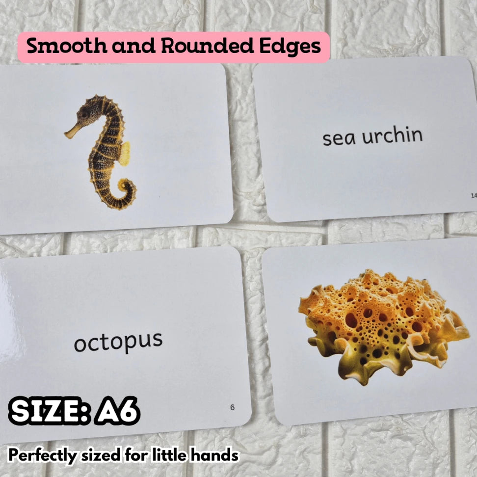 Sea Animals - Right Brain Flash Cards