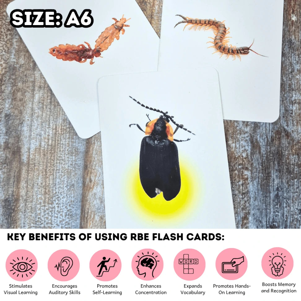 Tamil Birds and Insects Flash Cards