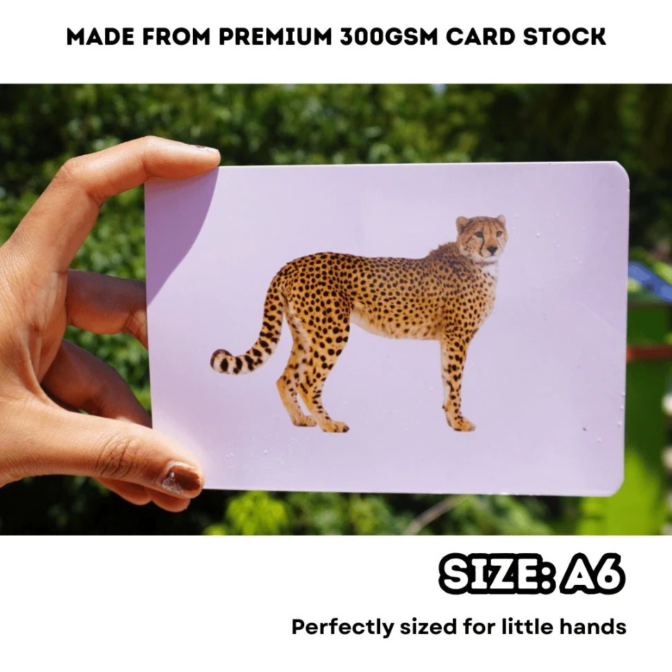 Wild animals flash card