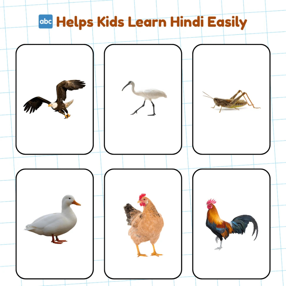 birds and insects in Hindi flash cards for kids