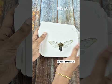 Insects - Right brain Flashcards