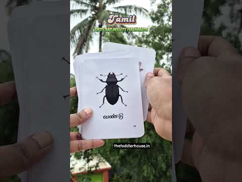 Tamil Birds and Insects Flash Cards