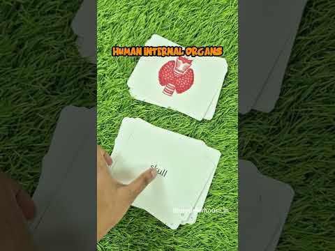 Right Brain Flash cards - Human Internal Organs