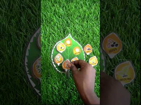 Life Cycle Cards for Kids | Montessori Nature & Science Learning Flashcards