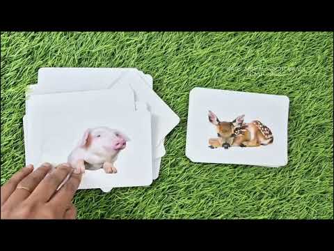 Baby Animals - Right Brain Flash Cards