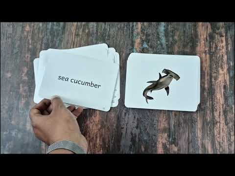 Sea Animals - Right Brain Flash Cards